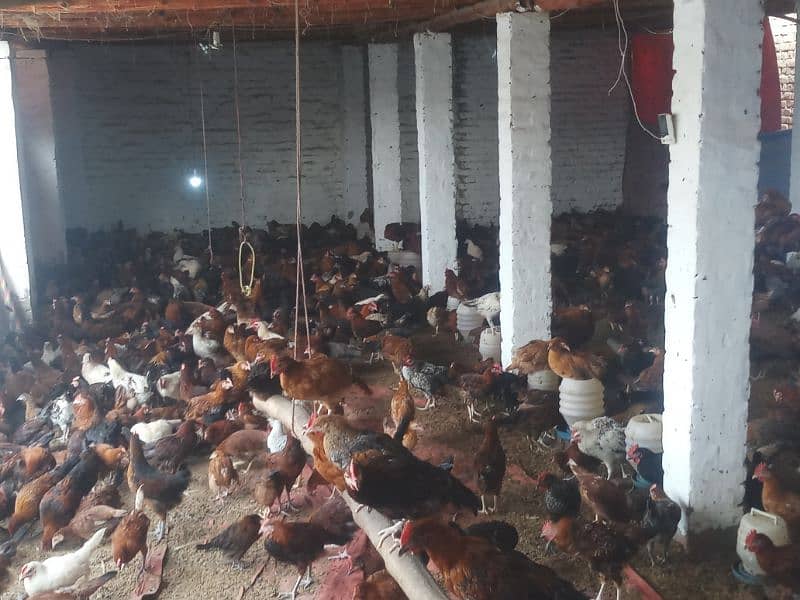 golden misri mix 1400 birds for sale in burewala 2