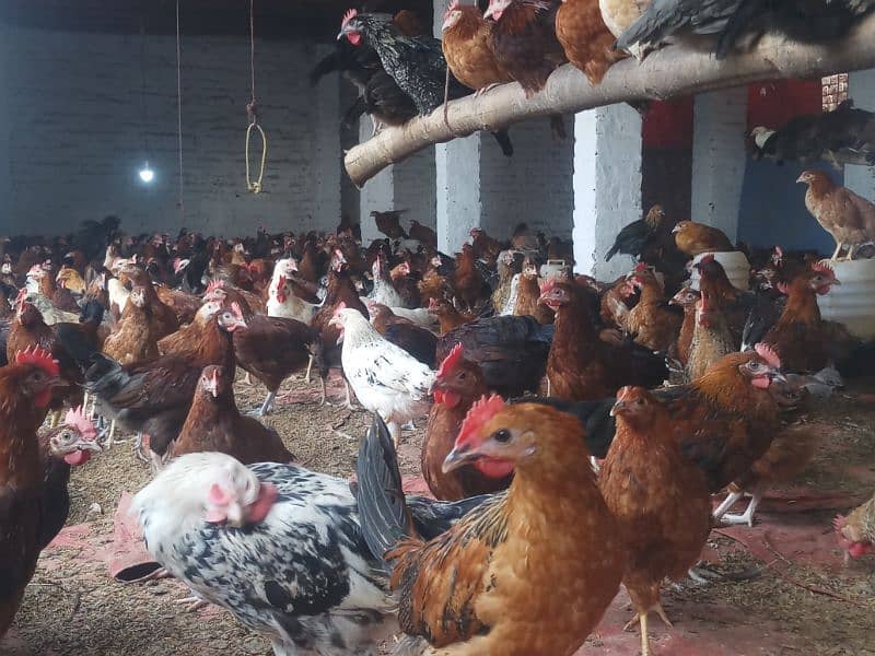 golden misri mix 1400 birds for sale in burewala 3