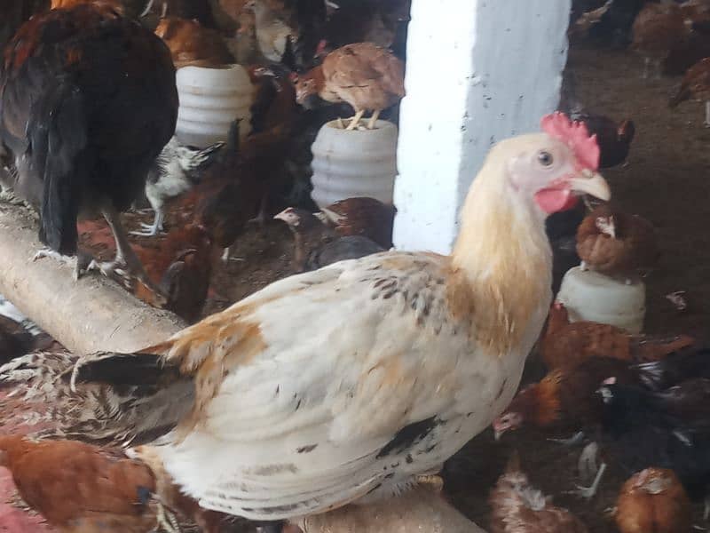 golden misri mix 1400 birds for sale in burewala 4