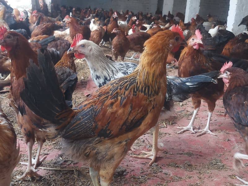 golden misri mix 1400 birds for sale in burewala 5