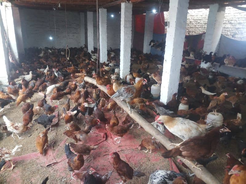 golden misri mix 1400 birds for sale in burewala 7