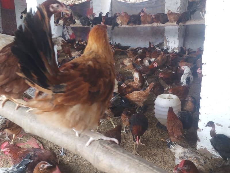 golden misri mix 1400 birds for sale in burewala 8