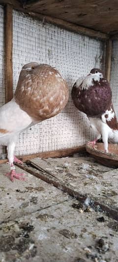 Fancy pigeons up for sale