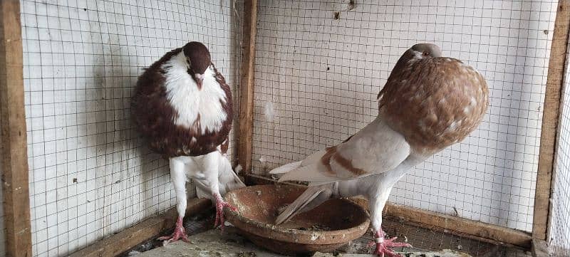 Fancy pigeons up for sale 1