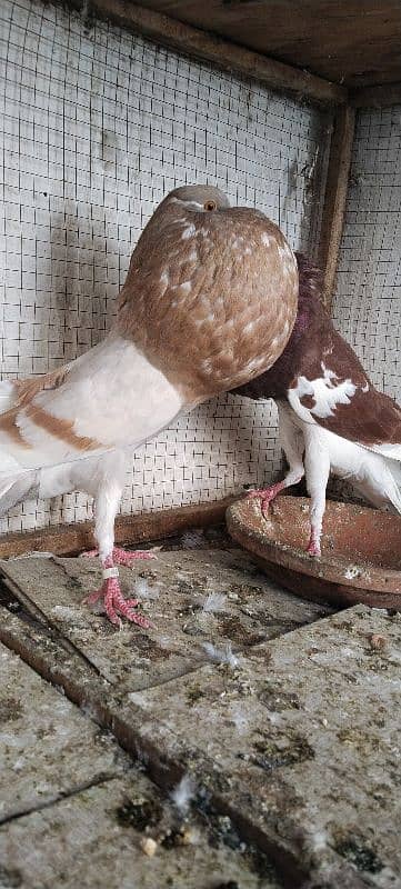 Fancy pigeons up for sale 2