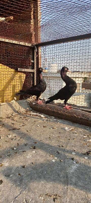 Fancy pigeons up for sale 3