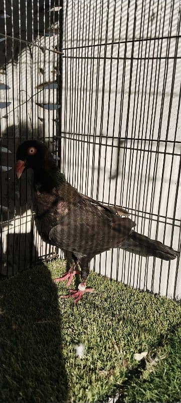 Fancy pigeons up for sale 4