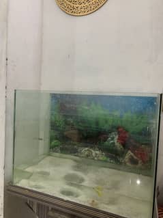 Fish aquarium