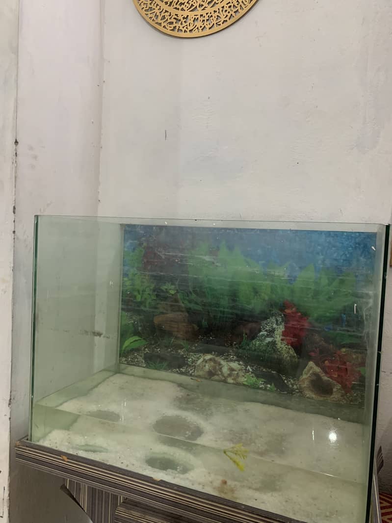 Fish aquarium 0