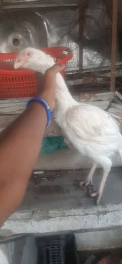 paper white heera female or lakha murga