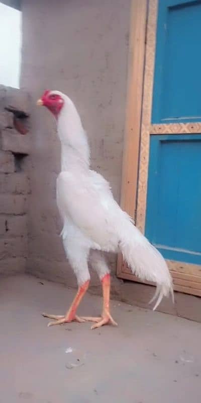 white shamo patha top quality 7 month 2