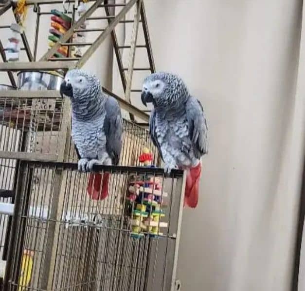 African grey parrot for sale good O3O4 _O79_O437 my WhatsApp n 0