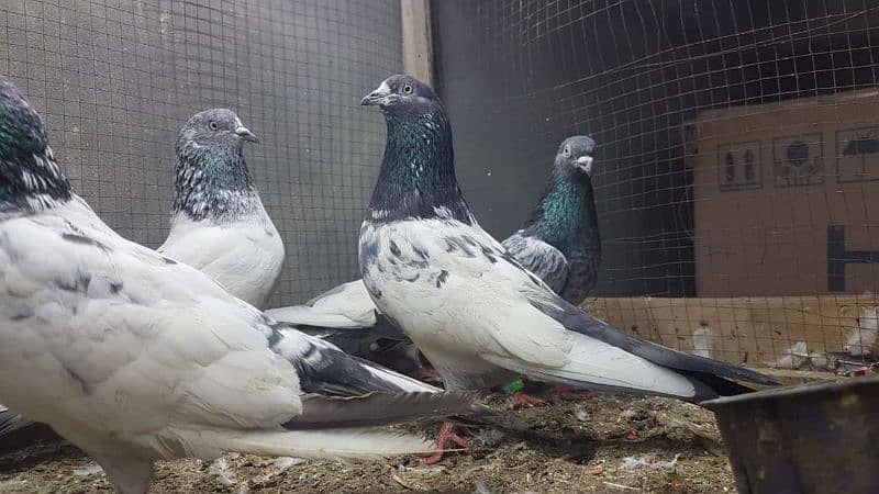 Taddi sialkoti kamagar Pigeons for sale. 0