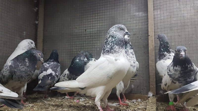 Taddi sialkoti kamagar Pigeons for sale. 1