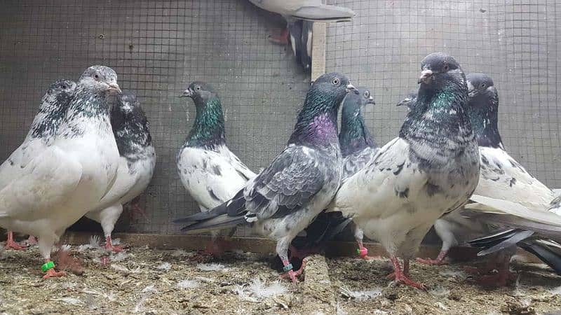 Taddi sialkoti kamagar Pigeons for sale. 3