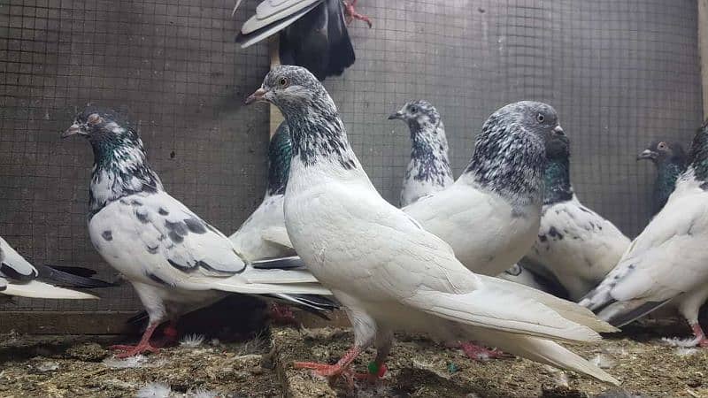 Taddi sialkoti kamagar Pigeons for sale. 6