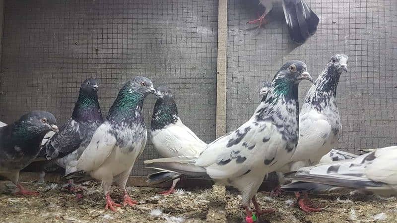 Taddi sialkoti kamagar Pigeons for sale. 7