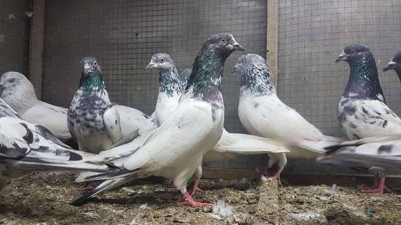 Taddi sialkoti kamagar Pigeons for sale. 8