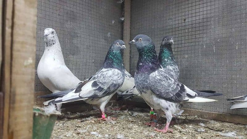 Taddi sialkoti kamagar Pigeons for sale. 9