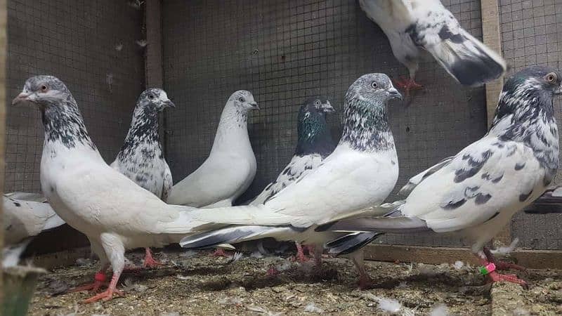 Taddi sialkoti kamagar Pigeons for sale. 10