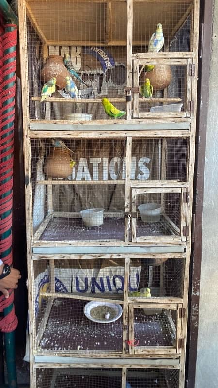 Parrot with cage 2