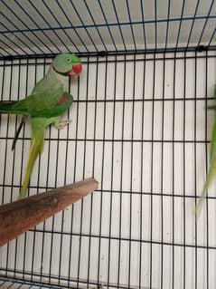 Alexander parrot breeder pair