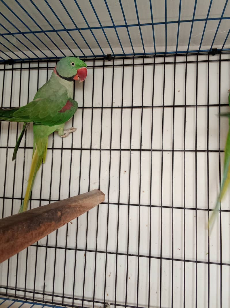 Alexander parrot breeder pair 0