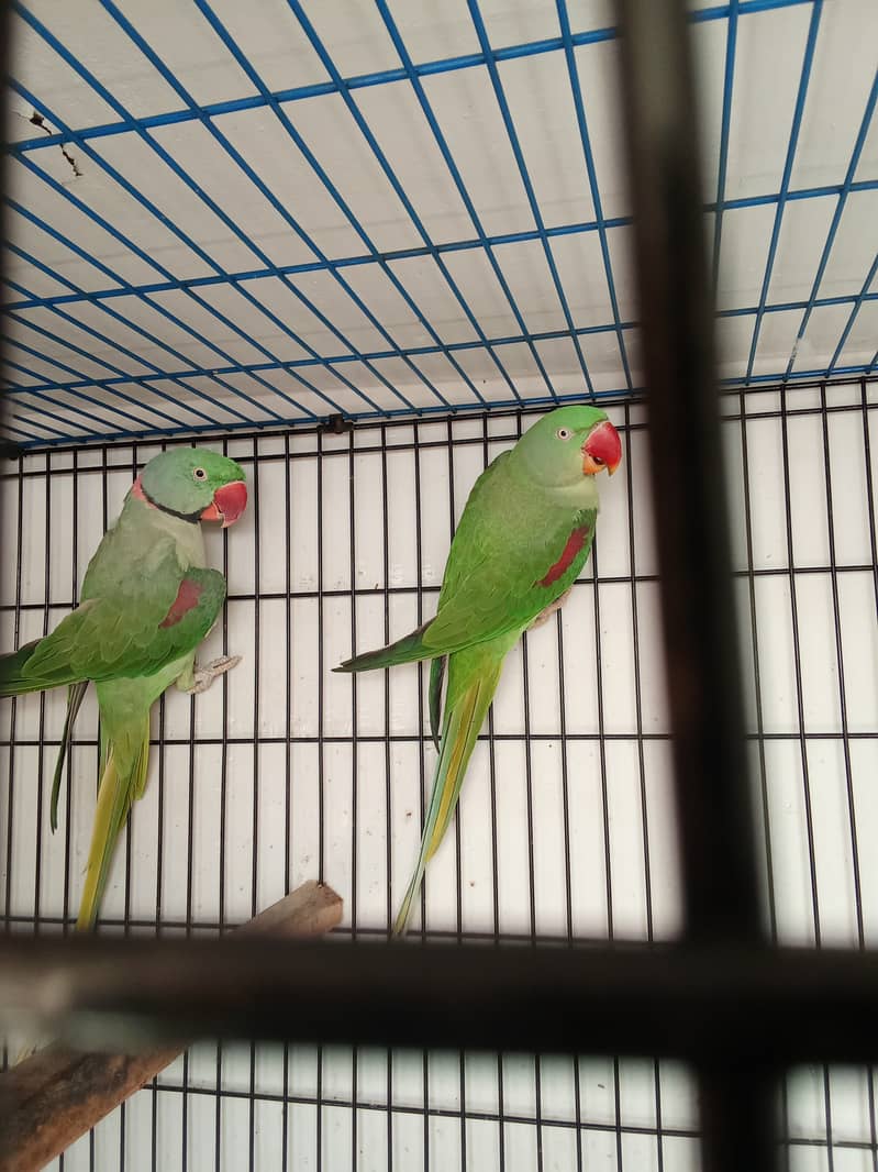 Alexander parrot breeder pair 1