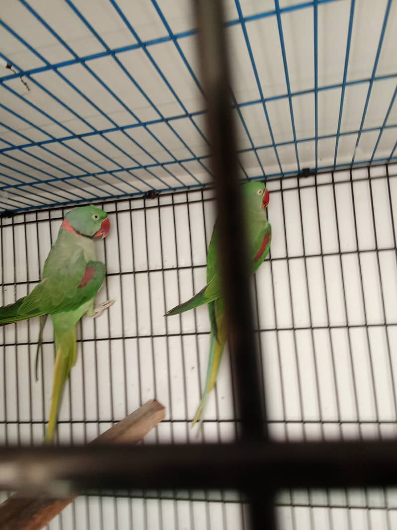 Alexander parrot breeder pair 2