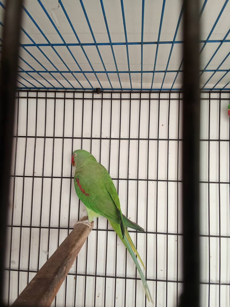 Alexander parrot breeder pair 3