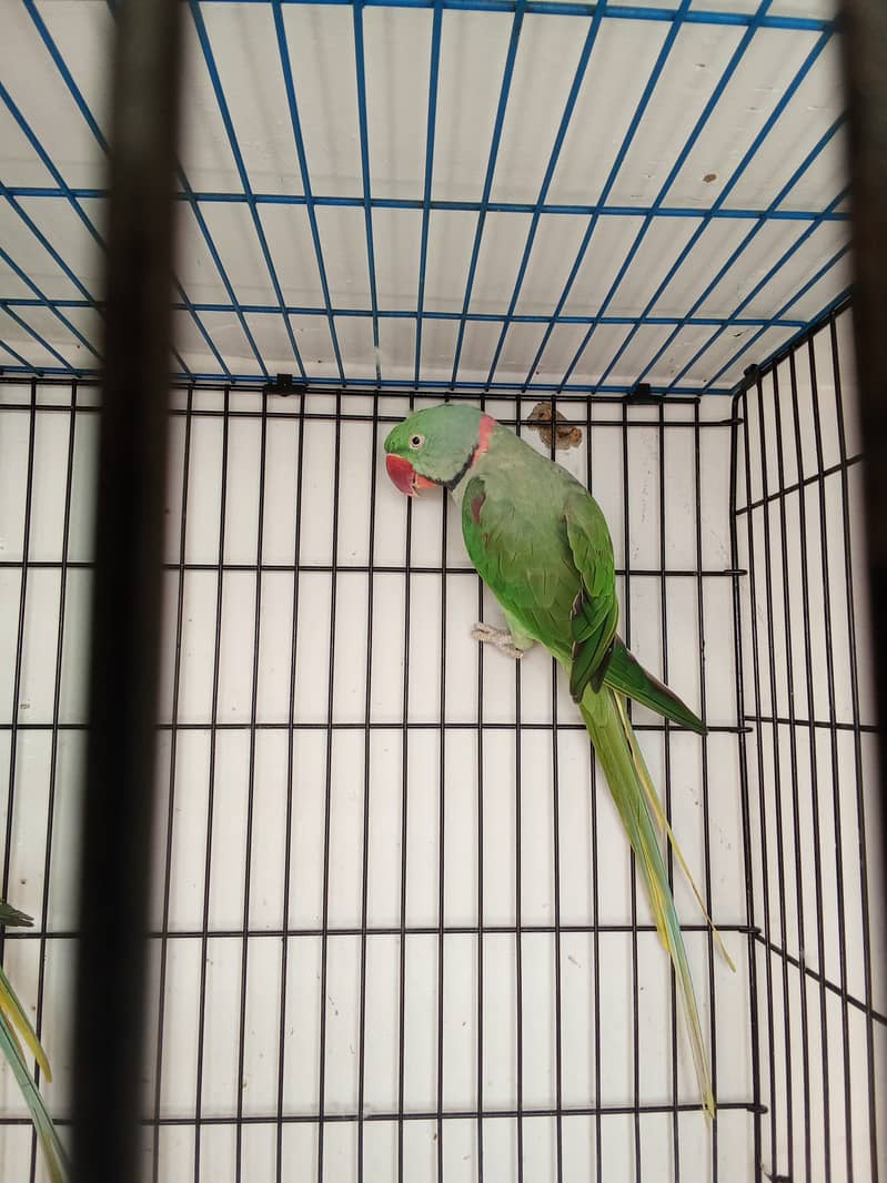 Alexander parrot breeder pair 4