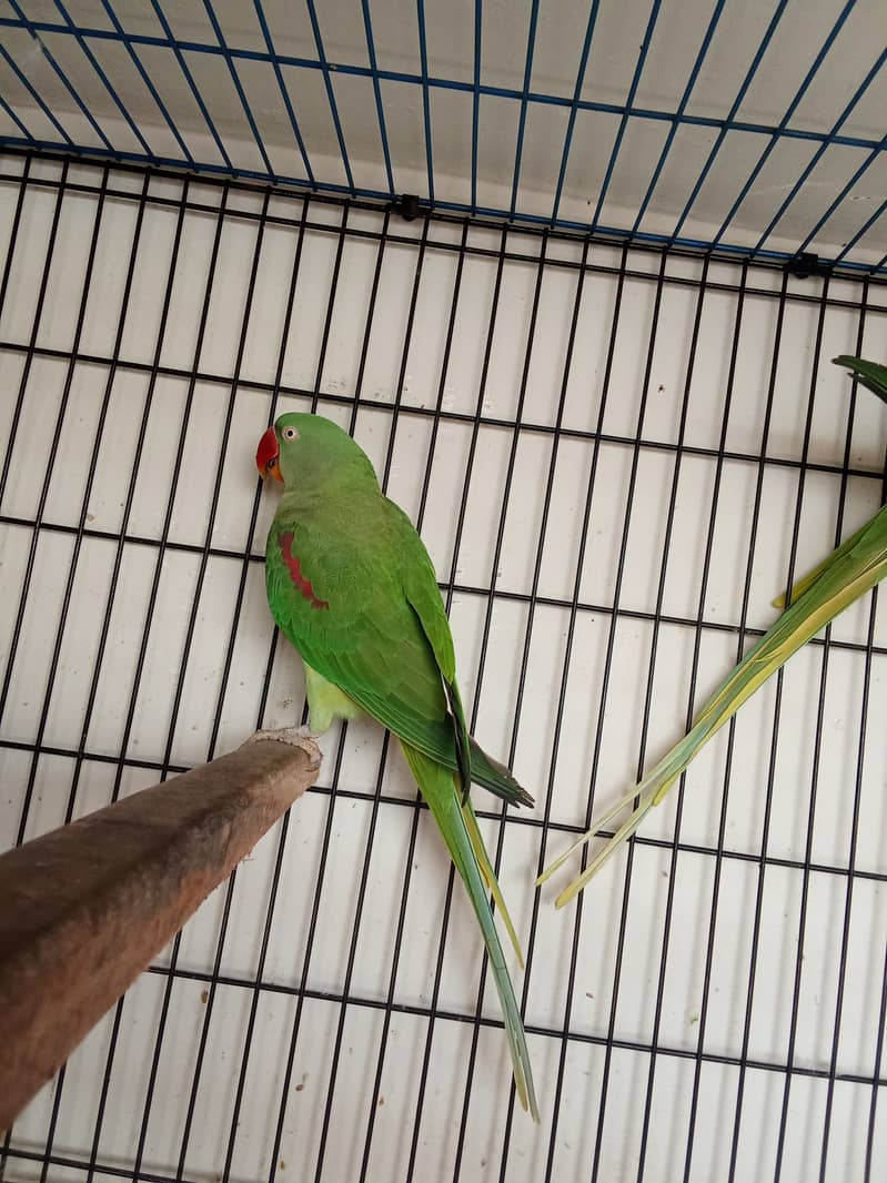 Alexander parrot breeder pair 5