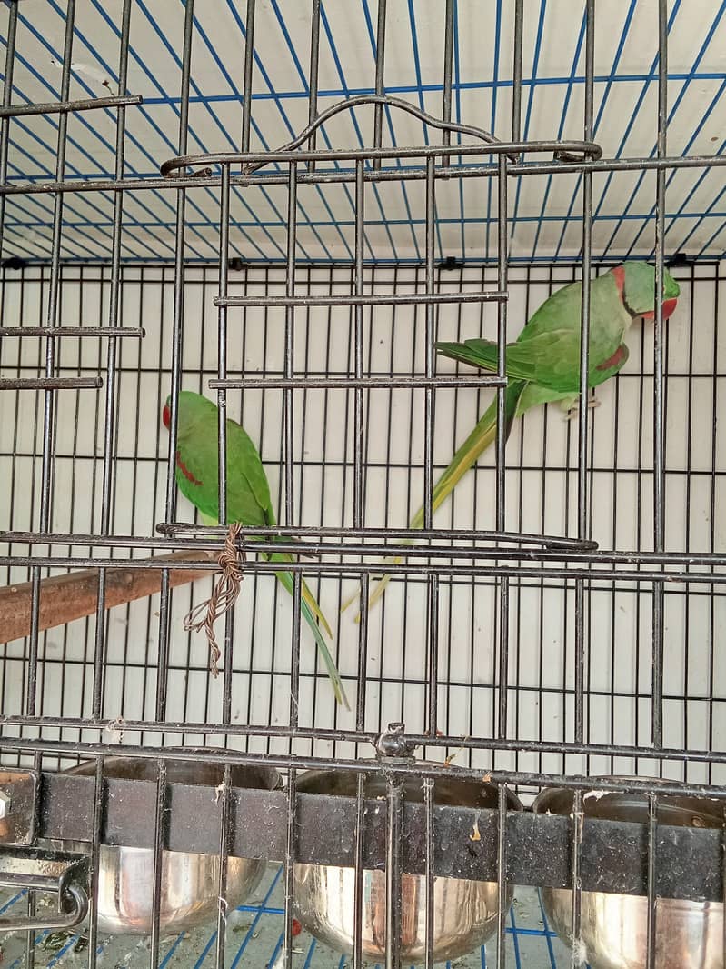 Alexander parrot breeder pair 6