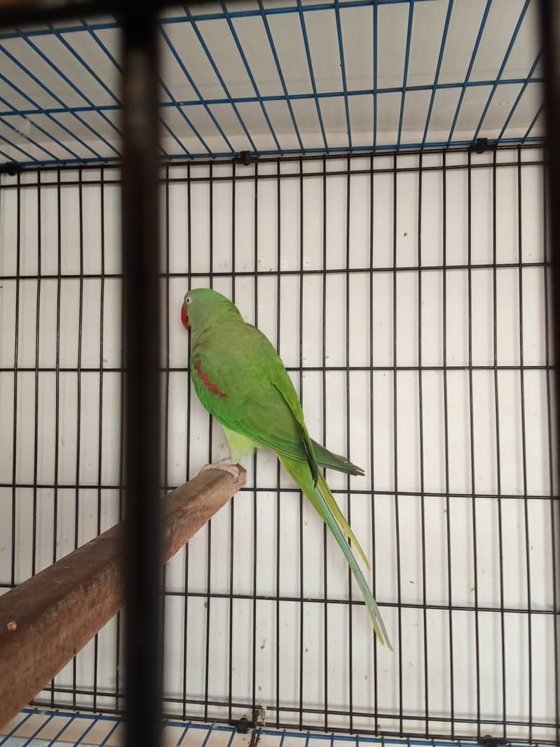 Alexander parrot breeder pair 7