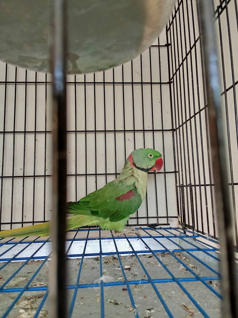 Alexander parrot breeder pair 8