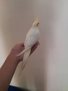 Tamed Common White Cockatiel