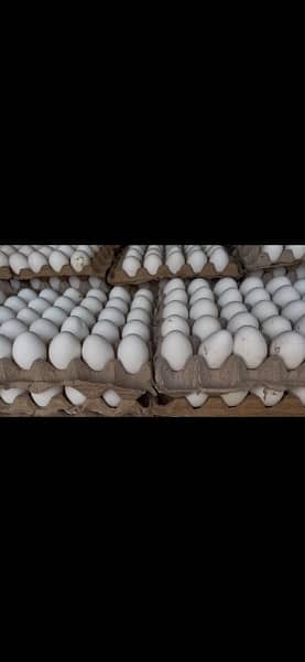 Desi and White eggs are available for sale 0