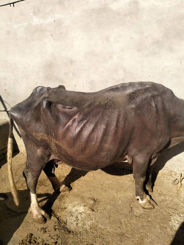 khangar behns for sale with 5 litters milk 2 times 3