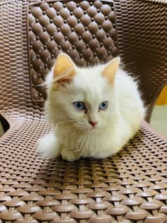 Persian cat for sale