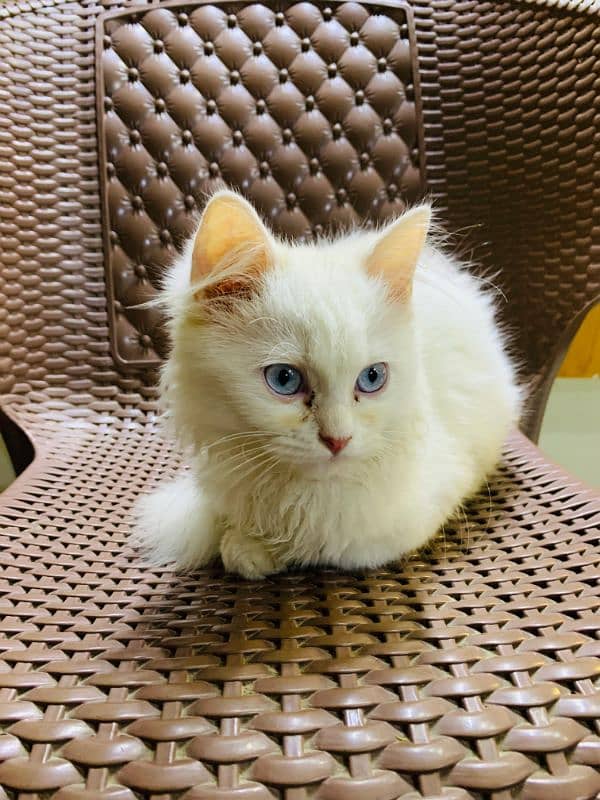 Persian cat for sale 0