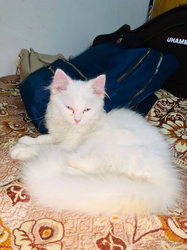 Persian cat for sale 1