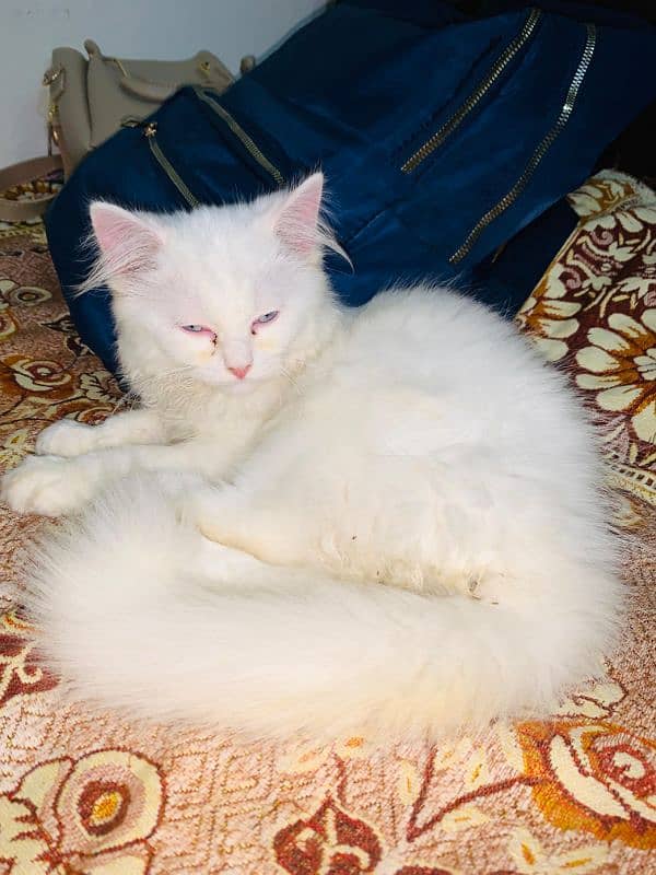 Persian cat for sale 2