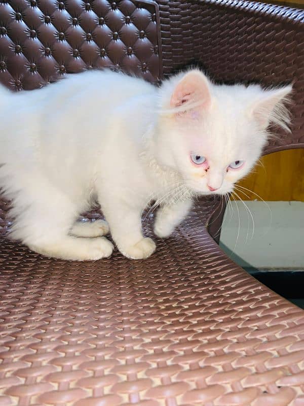 Persian cat for sale 3