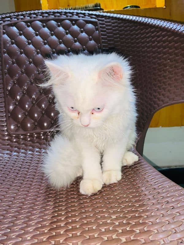 Persian cat for sale 4