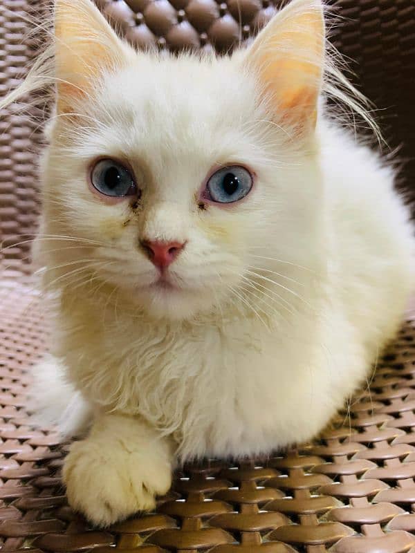 Persian cat for sale 5