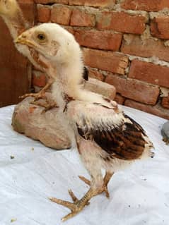 White silkie and Thai aseel chicks only wattsaap 03114524242