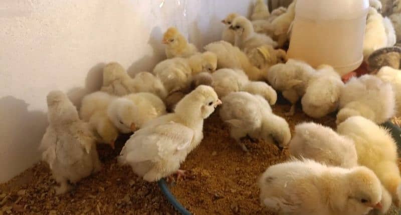 White silkie and Thai aseel chicks only wattsaap 03114524242 2