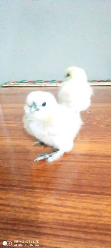 White silkie and Thai aseel chicks only wattsaap 03114524242 5