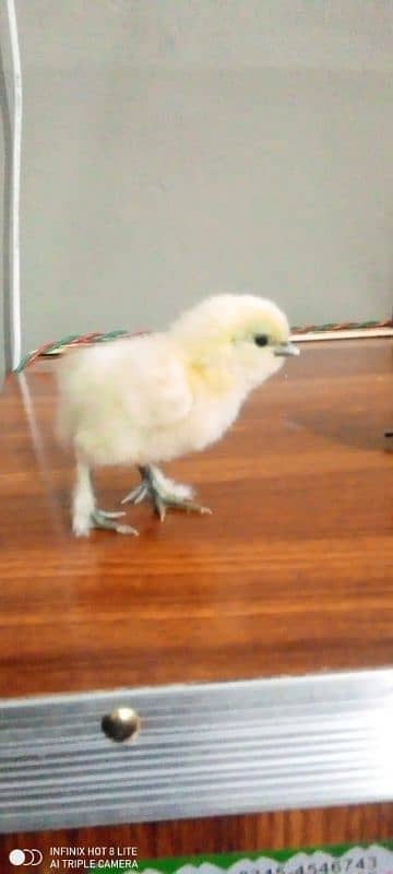 White silkie and Thai aseel chicks only wattsaap 03114524242 6