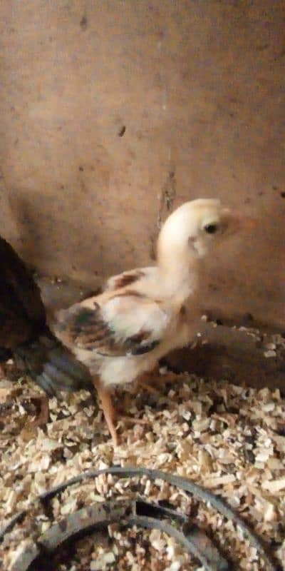 White silkie and Thai aseel chicks only wattsaap 03114524242 7